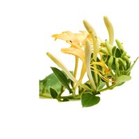 Αγιόκλημα P.O. Αρωματικό Έλαιο