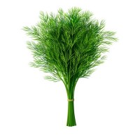 Άνηθος Αιθέριο Έλαιο 