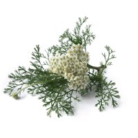 Αχιλλέα Αιθέριο Έλαιο