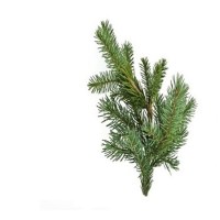 Έλατο Αιθέριο Έλαιο 