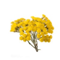 Αιθέριο Έλαιο Ελίχρυσος Προϊόντα Γαία