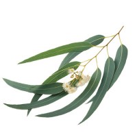 Ευκάλυπτος Αιθέριο Έλαιο