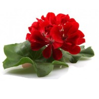 Γεράνι Αιθέριο Έλαιο