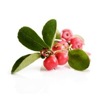 Γωλθέρια Αιθέριο Έλαιο 