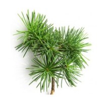 Κέδρος Αιθέριο Έλαιο 