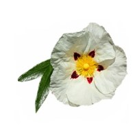 Κίστος- Λαδανιά Absolute Αιθέριο Έλαιο