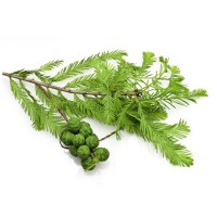 Κυπαρίσσι Αιθέριο Έλαιο