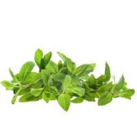 Μελισσόχορτο Αιθέριο Έλαιο