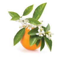 Πετίτ Γκρεϊν Αιθέριο Έλαιο