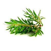 Τεϊόδεντρο (Tea tree) Αιθέριο Έλαιο 