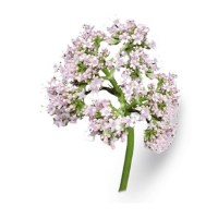 Βαλεριάνα Αιθέριο Έλαιο