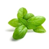 Αιθέριο Έλαιο Βασιλικός