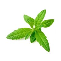 Βερβένα Αιθέριο Έλαιο